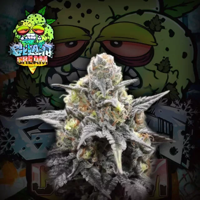 Gelato Cream De 3 Semilla Crazyseeds