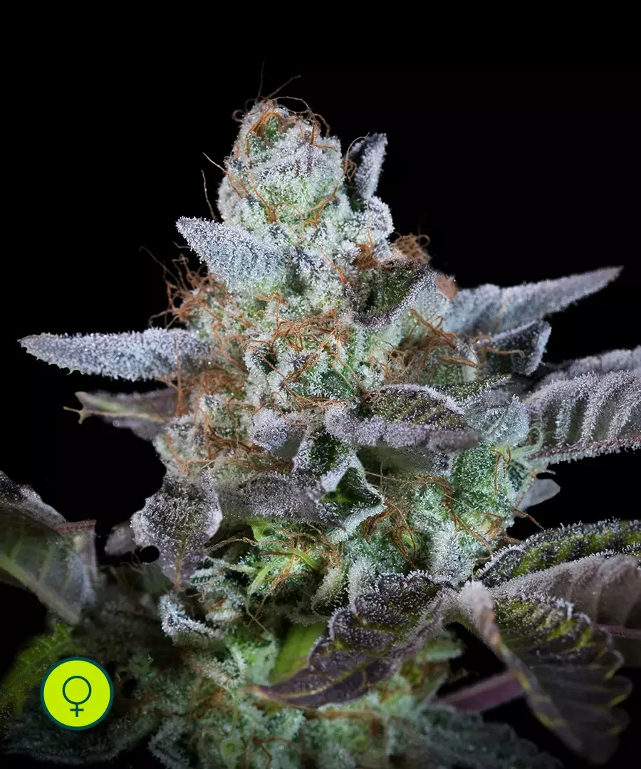 Sweetopia