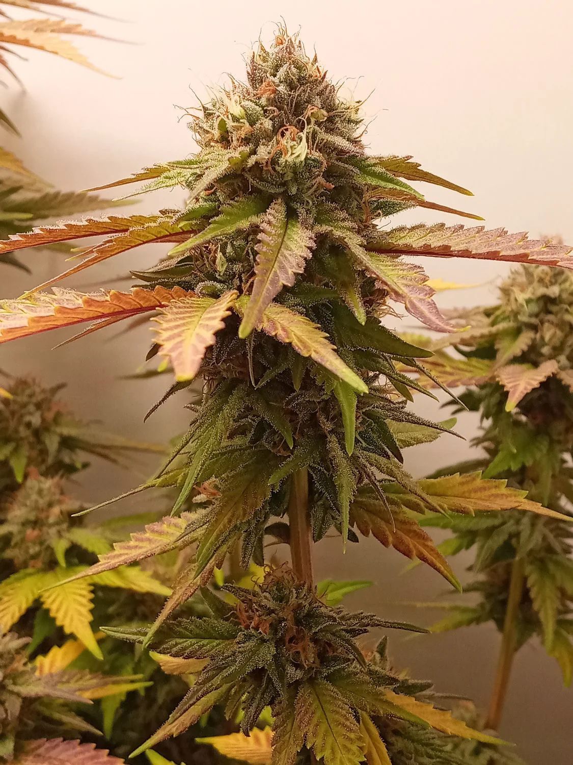 Special Flush Cbg 2