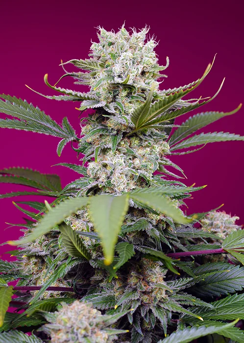 Sweet Mandarine Zkittlez Xl 2