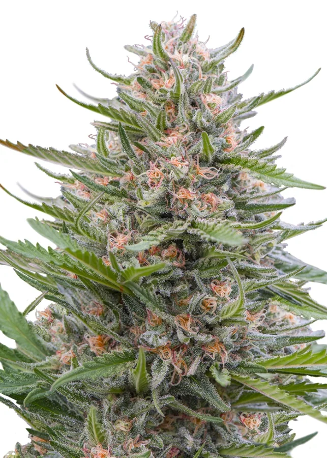 Grappe Tangie 4