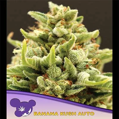 Banana Kush