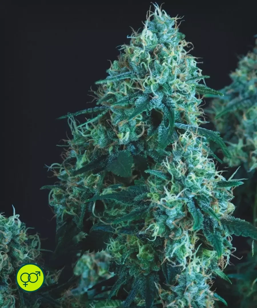 Black Cherry Punch 5