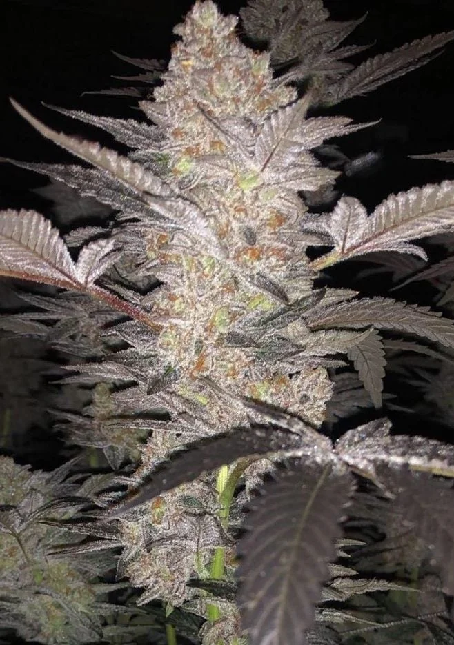 Mimosa Dog Latitudsurseeds 5