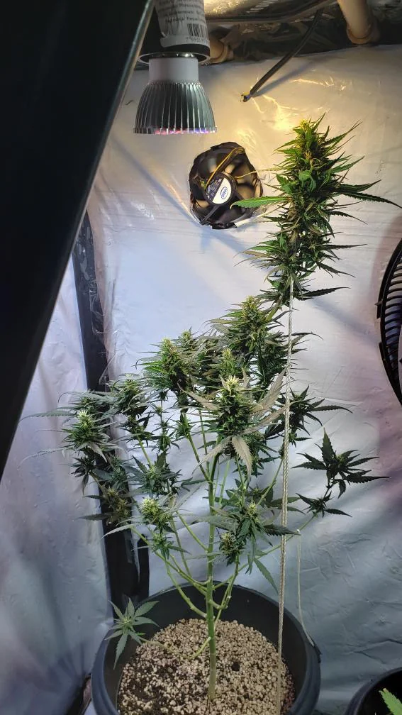 Hindu Kush