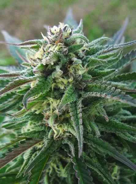 White Kush 3