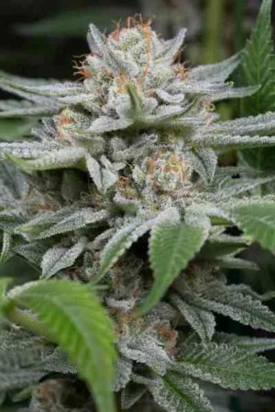 Gorilla 5