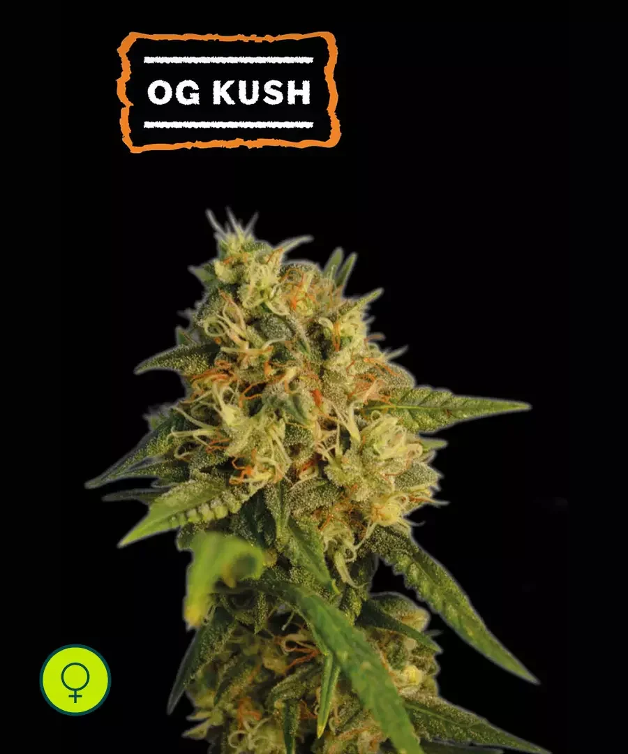 O G Kush