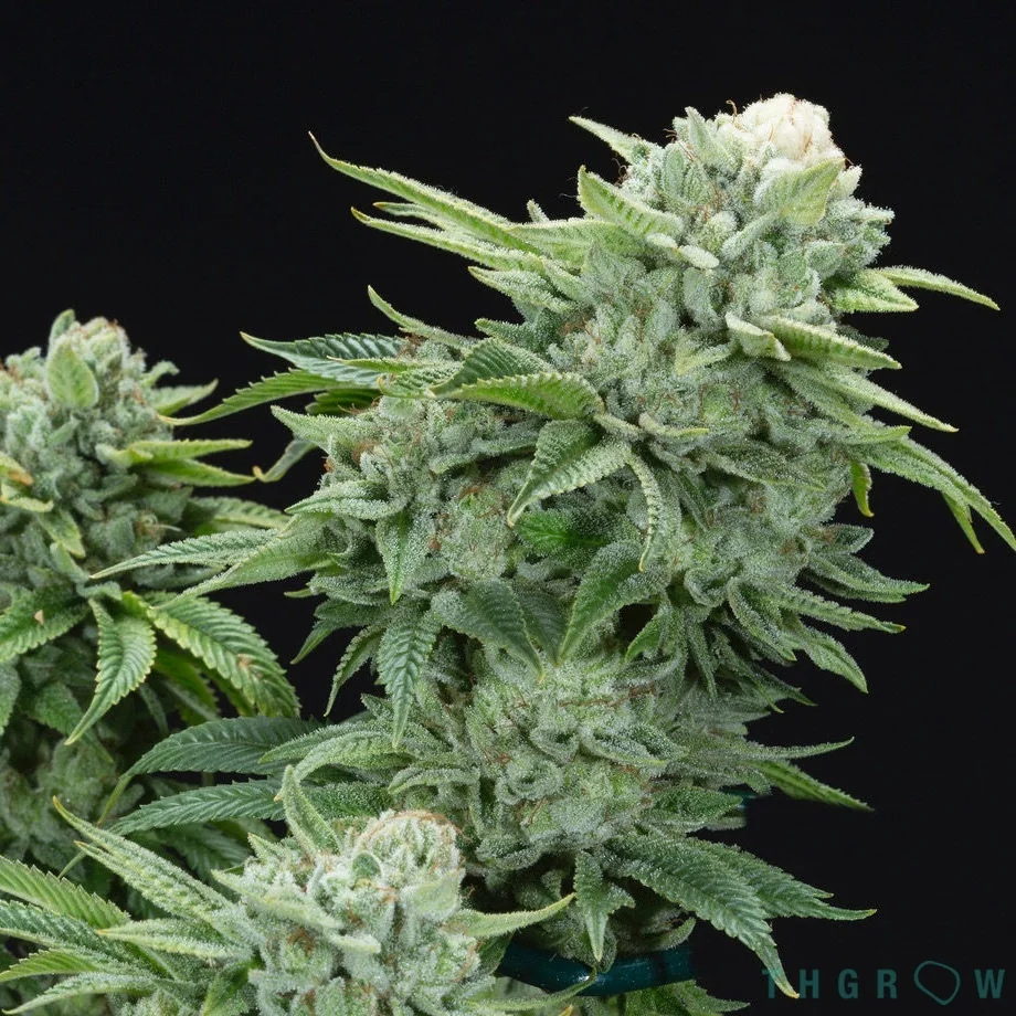 Gorilla Glue 4
