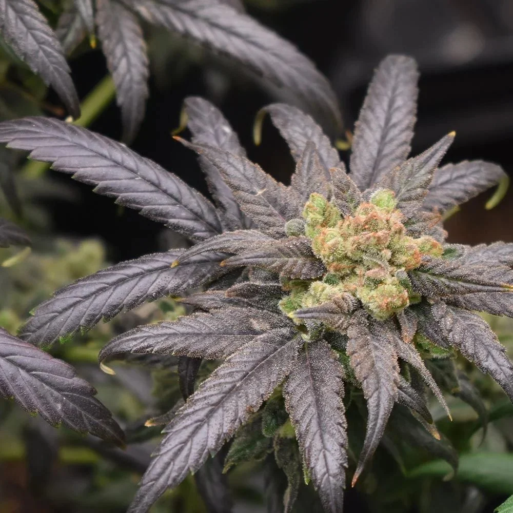 Pineapple Banana Bud