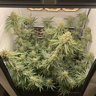 Hindu Kush