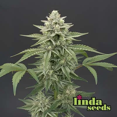 Bruce Banner 4