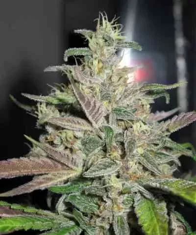 Mendocino Purple Kush 2