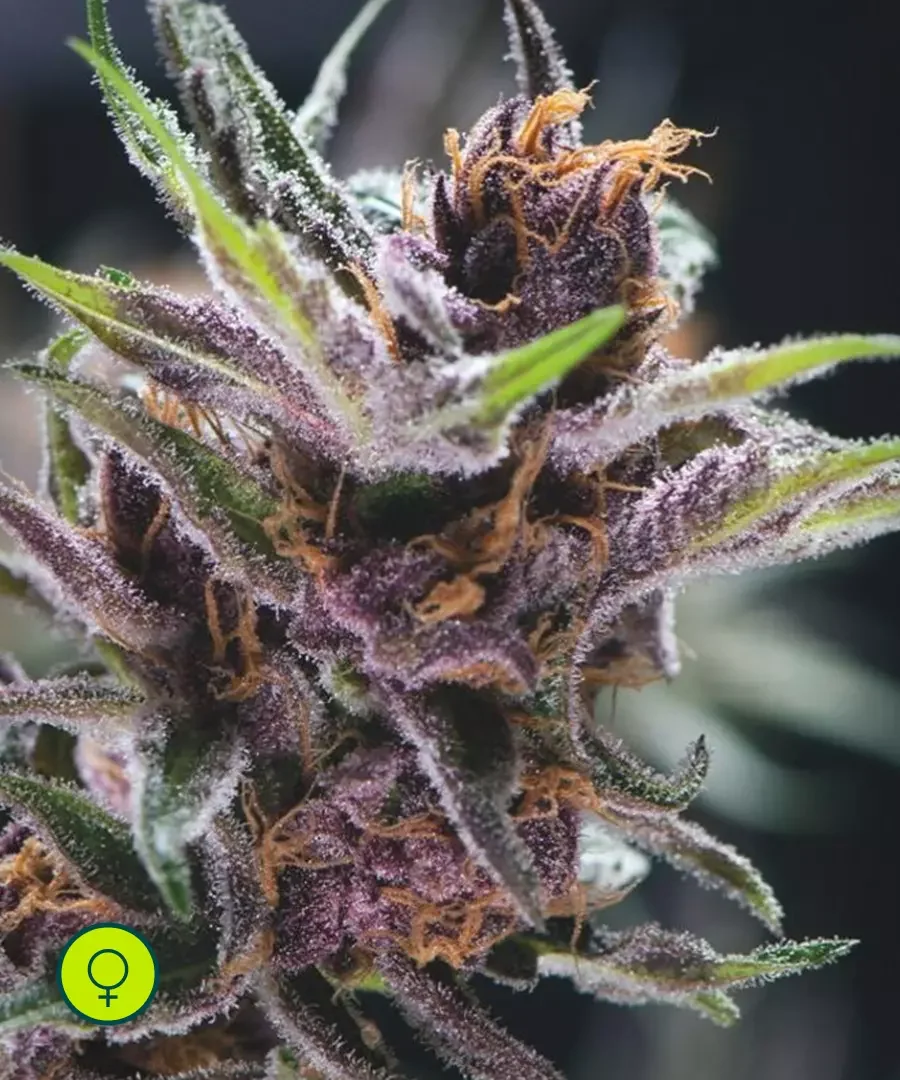 Black Cherry Punch