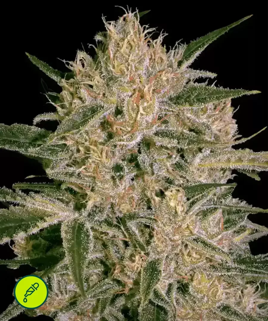 Nebula Ii Cbd