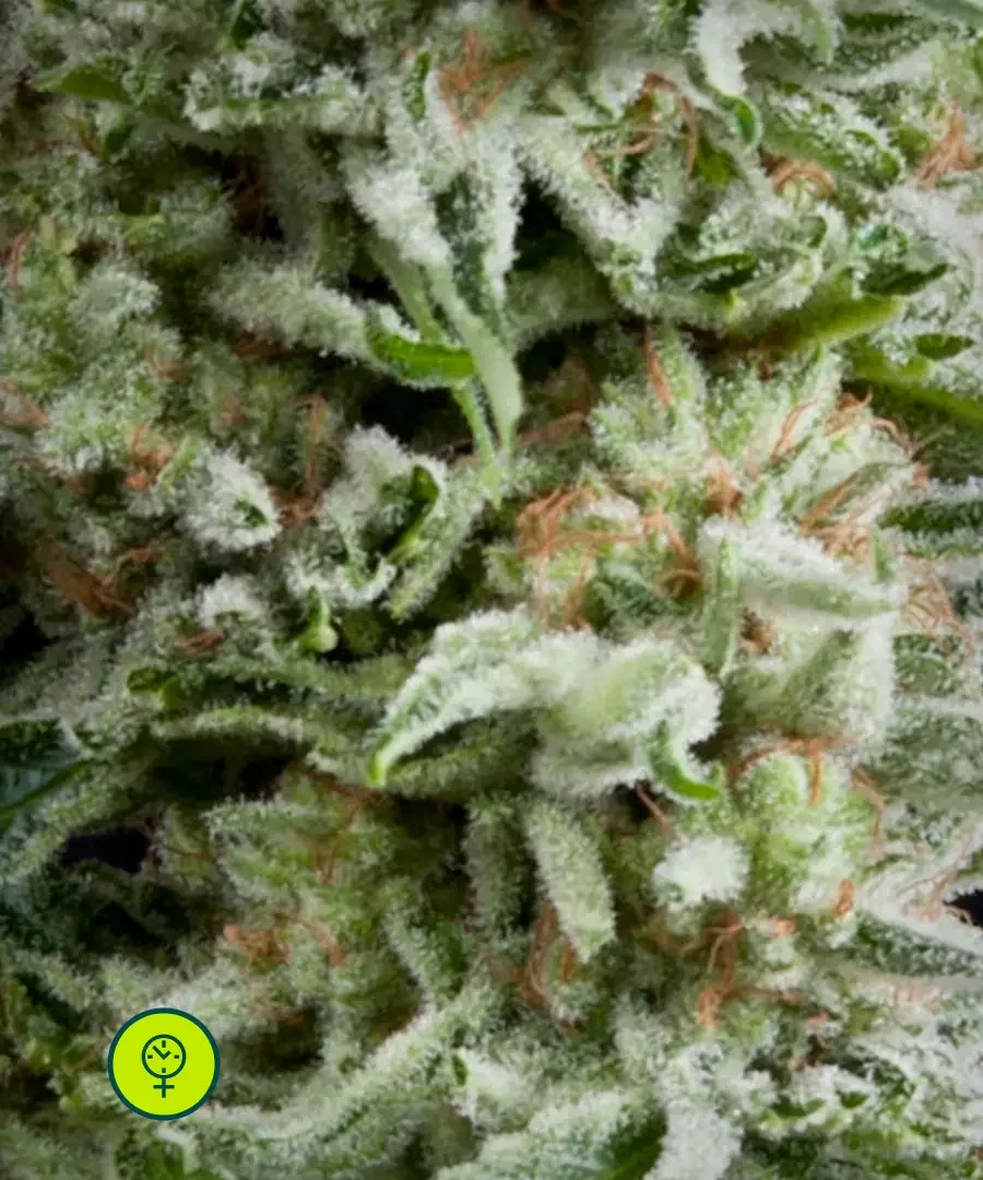 Amnesia Gold