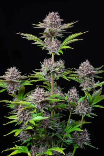 Purple Punch 5