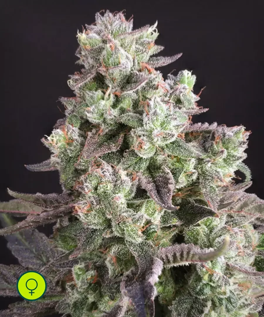 Candy Bubatz Xl