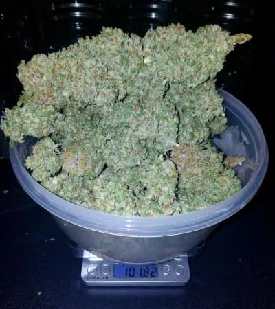 Stardawg 2