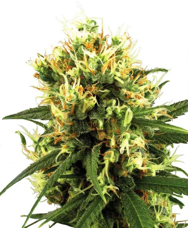 White Haze 2