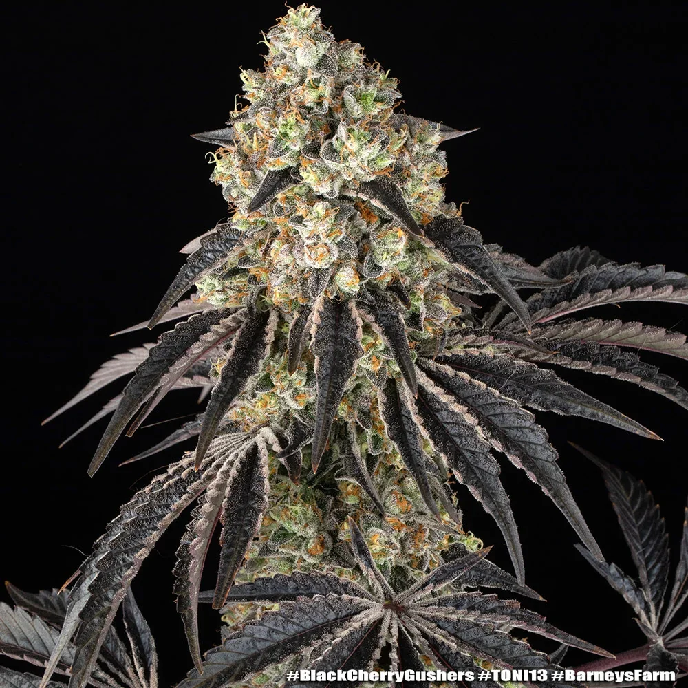 Black Cherry Gushers 4