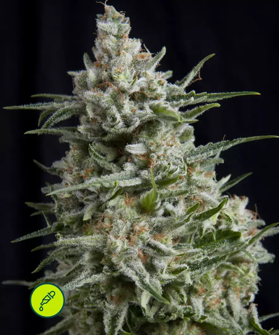 Anesthesia Cbd
