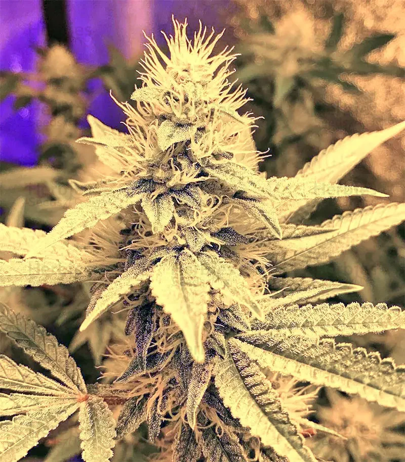 Orange Larry Latitudsurseeds 3