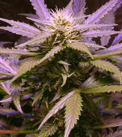 Lemon Og Haze 2