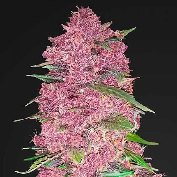 Purple Lemon 3
