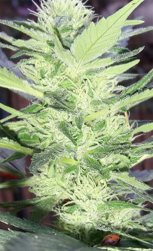 Kryptonite 5