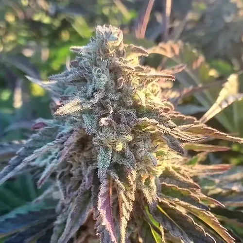 Candied Grapefruit 3