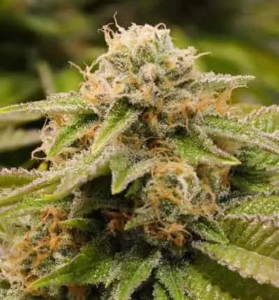 Gorilla Breath