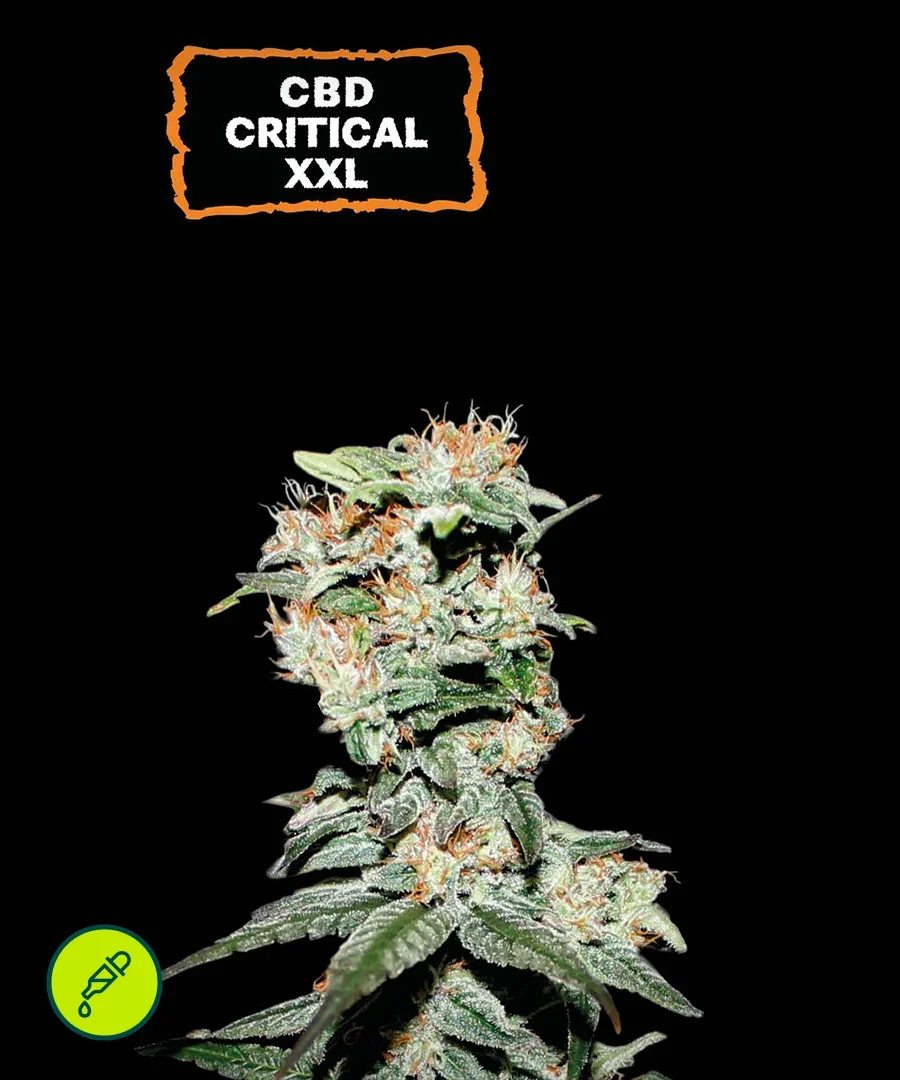 Cbd Critical