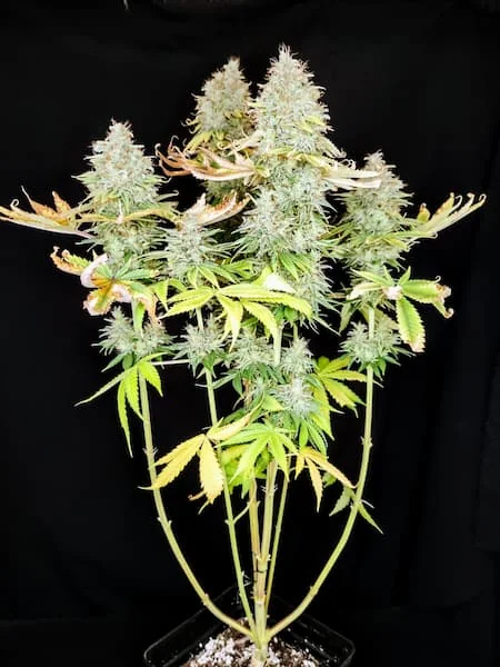 Apple Og