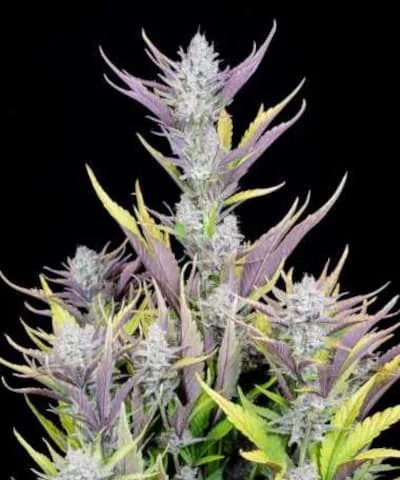 Wedding Glue 2