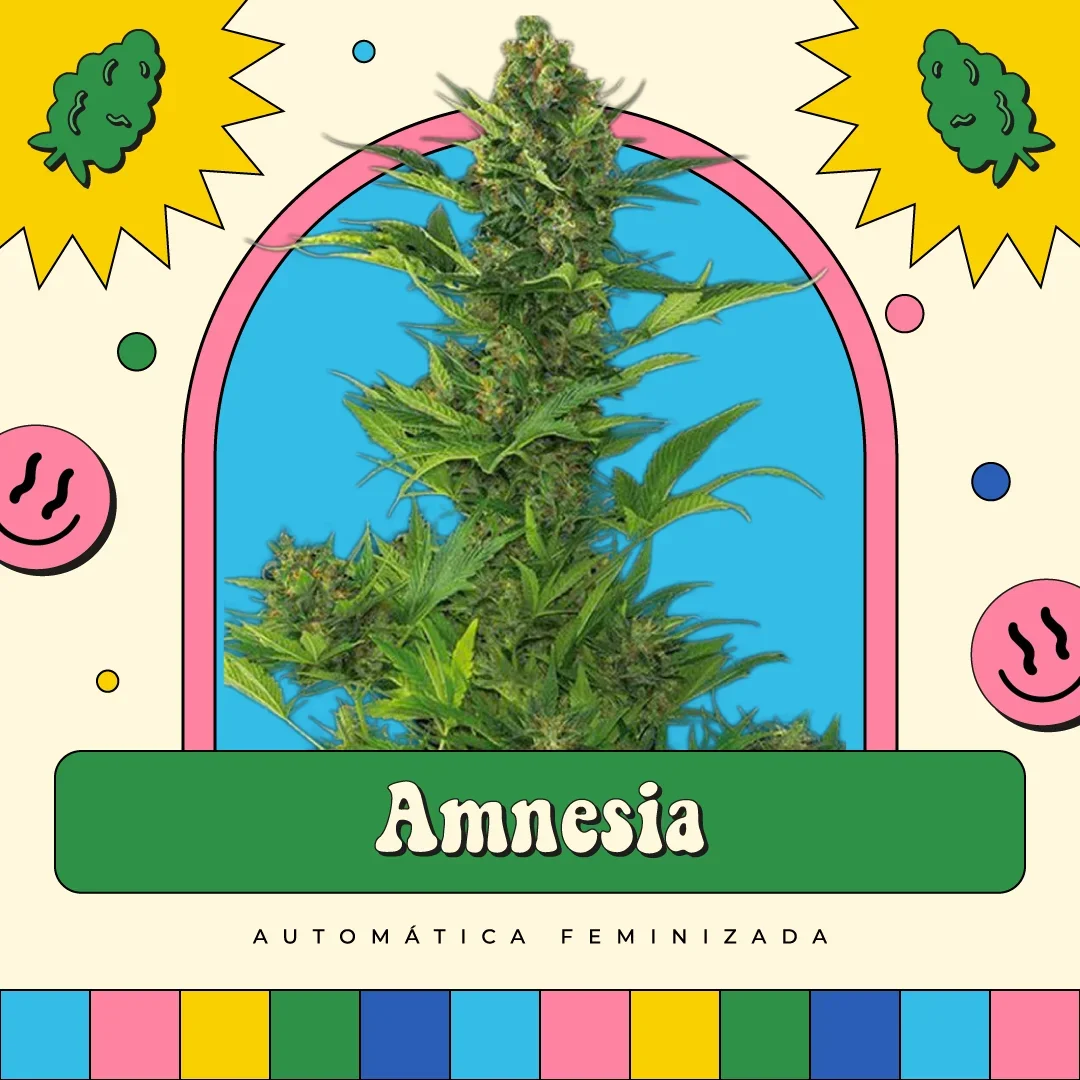 Amnesia