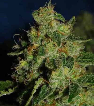 Green Crack 4