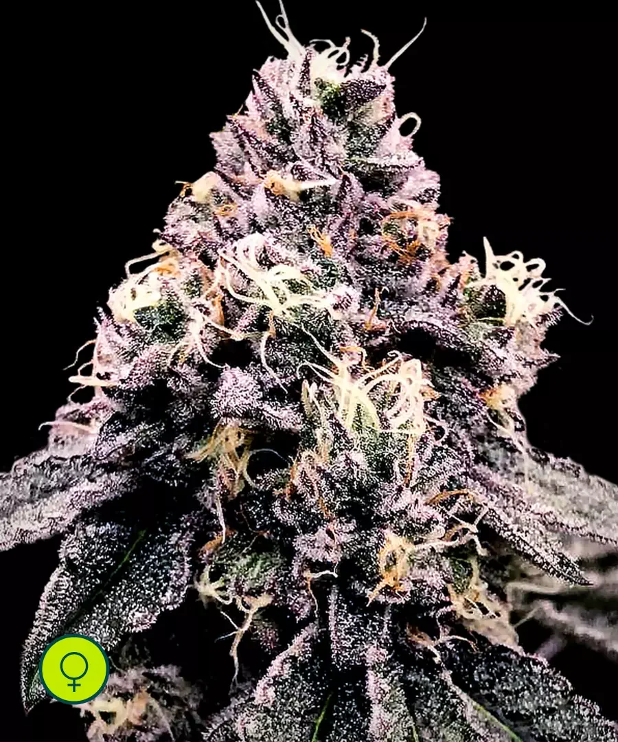 Kosher Pie 3