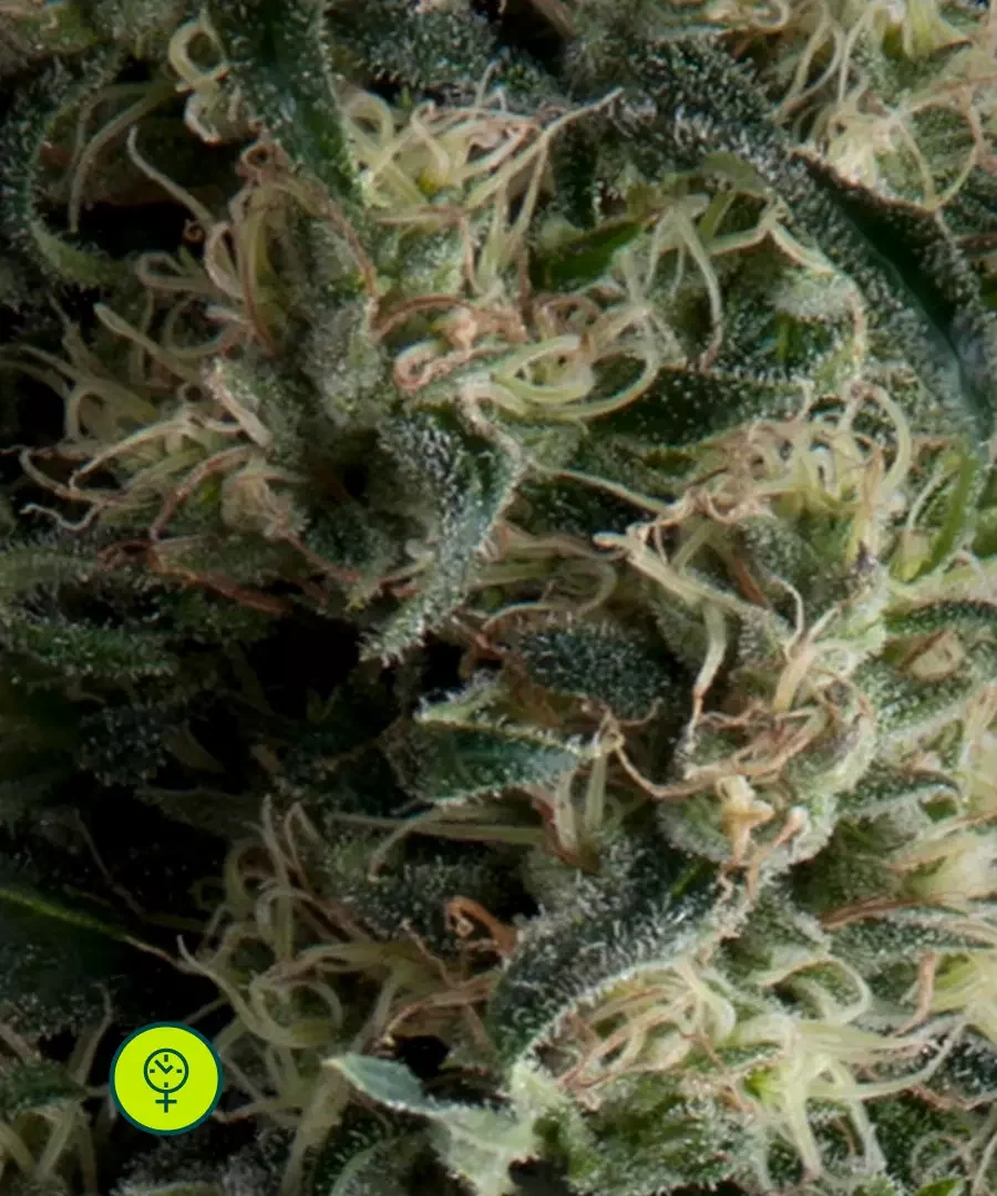 Galaxy 3