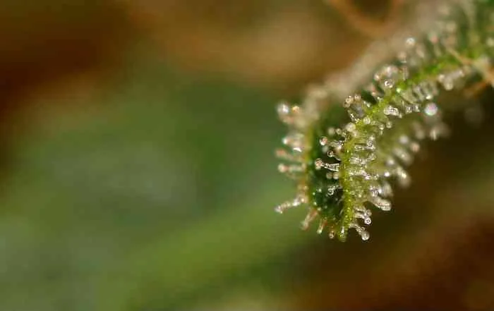 White Berry