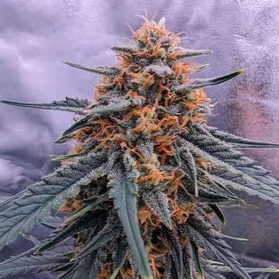 Zkittlez 2