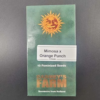 Mimosa X Orange Punch 3