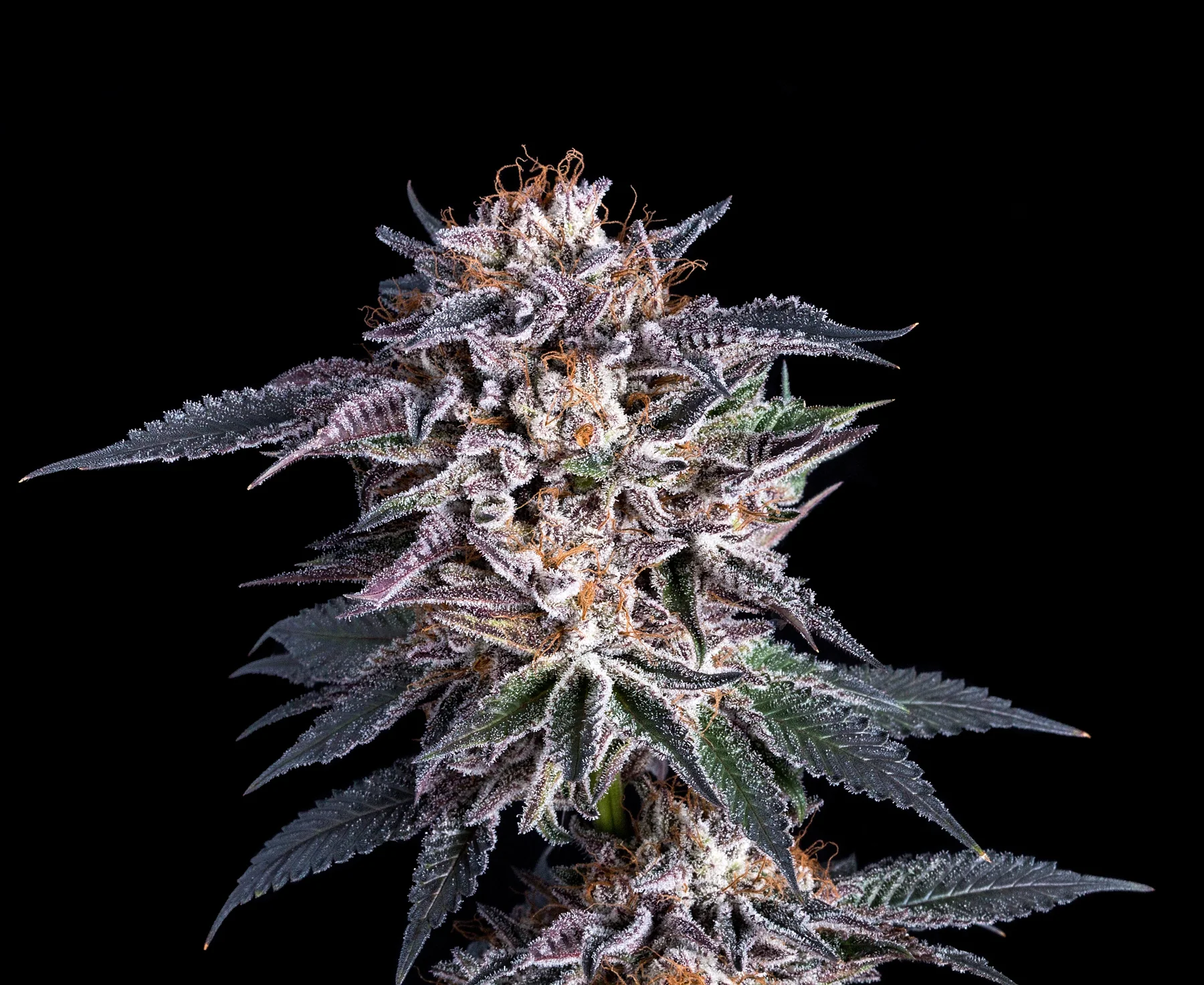 Obama Og Latitudsurseeds