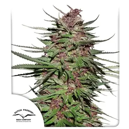 Purple 1 Dutch Passion Fot Com