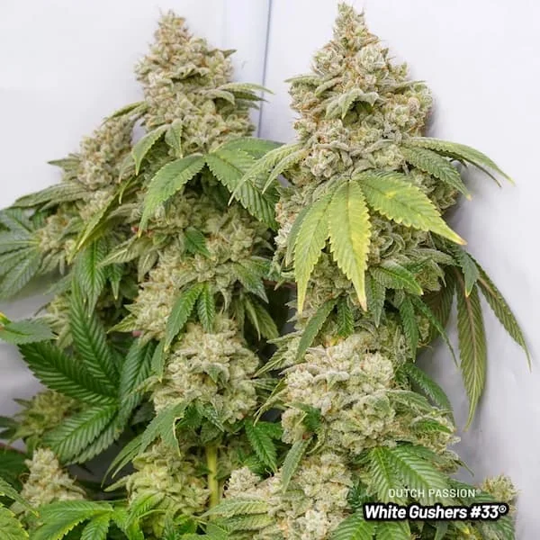 White Gushers 33
