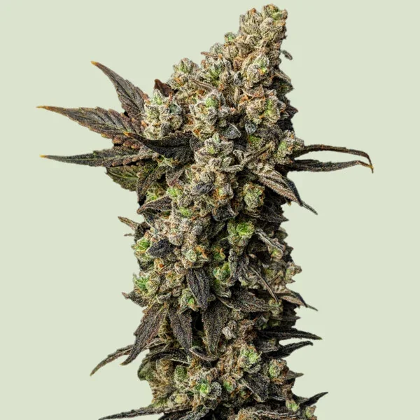Astro Lemonade F1 3