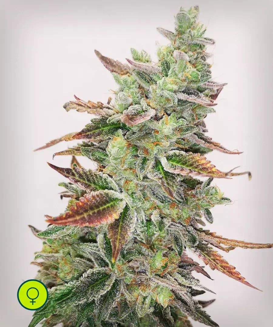 Banana Purple 4