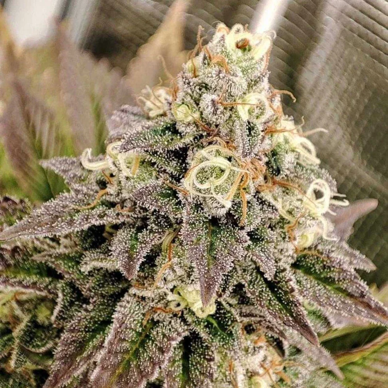Gmo Tangie