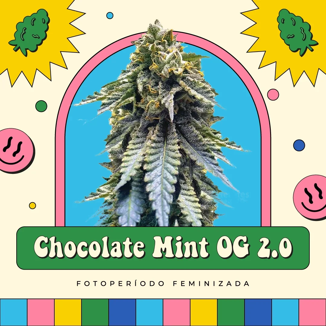 Chocolate Mint Og 2 0 5