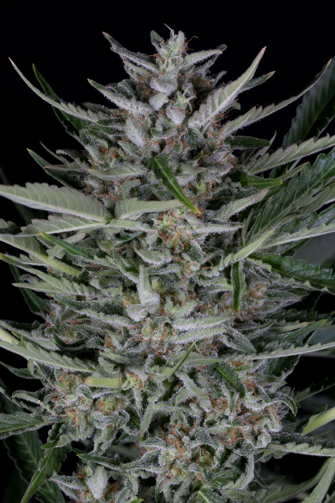 Gorilla 4